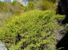 Erica recurvifolia