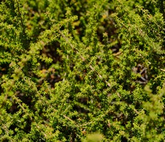 Erica recurvifolia