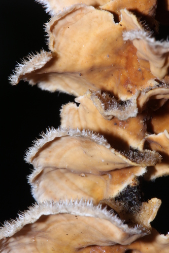 Stereum ochraceoflavum