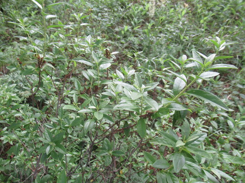 Rhododendron dauricum (Rhododendron dauricum)