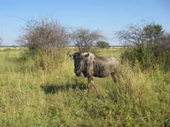 Connochaetes taurinus