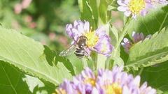 Eristalis dimidiata