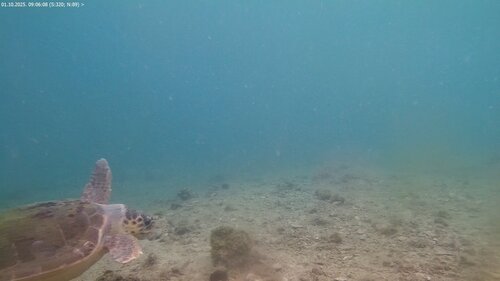 Caretta caretta