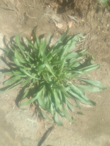 ribwort plantain