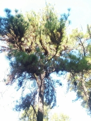 Pinus occidentalis