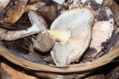 Tricholoma manzanitae