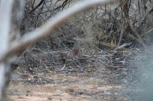 Chestnut Quail-thrush (Cinclosoma castanotum), photo 9