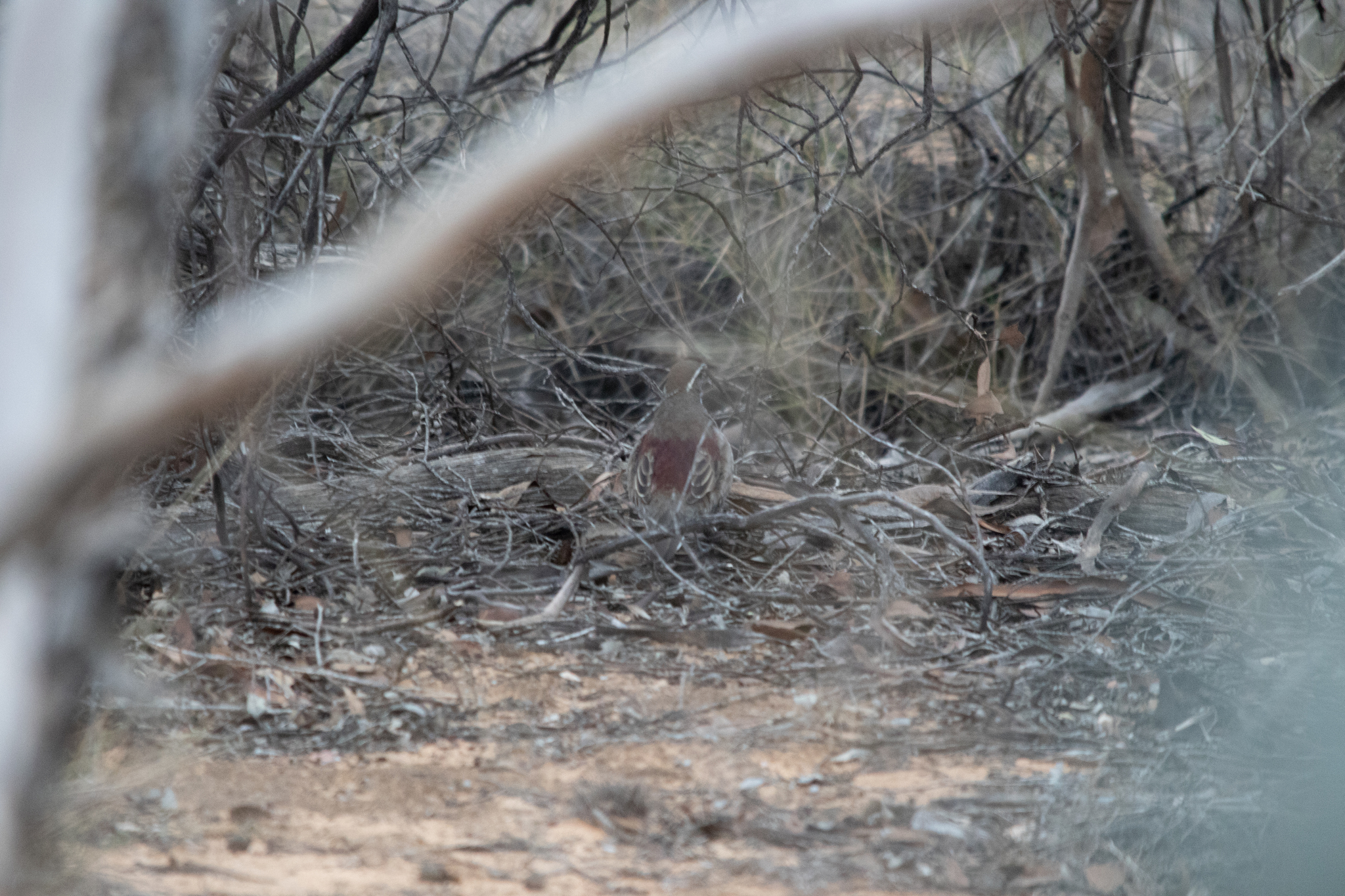 Chestnut Quail-thrush (Cinclosoma castanotum), photo 10