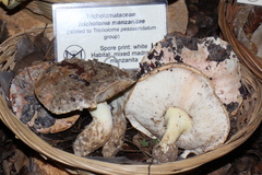 Tricholoma manzanitae
