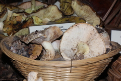 Tricholoma manzanitae