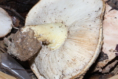 Tricholoma manzanitae
