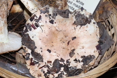 Tricholoma manzanitae