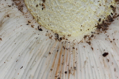 Tricholoma manzanitae