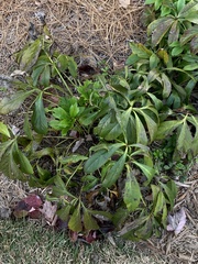 Hybanthus concolor
