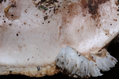 Tricholoma manzanitae