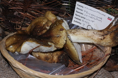 Tricholoma intermedium