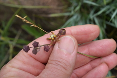 Aspidonepsis reenensis