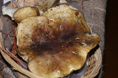 Tricholoma intermedium