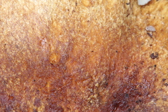 Tricholoma intermedium