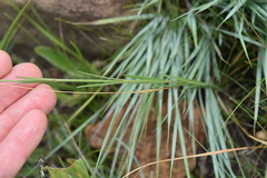 Aspidonepsis reenensis