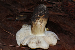 Tricholoma intermedium