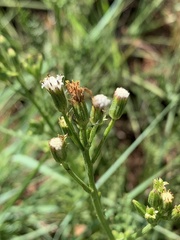 Senecio rhyncholaenus