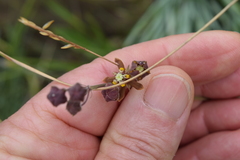 Aspidonepsis reenensis