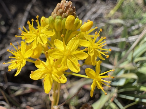 Three-angle Catstail (Bulbinella triquetra)