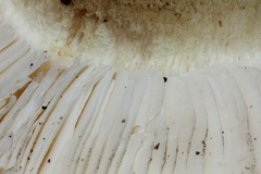 Tricholoma intermedium