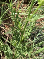 Senecio rhyncholaenus