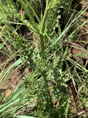 Senecio rhyncholaenus