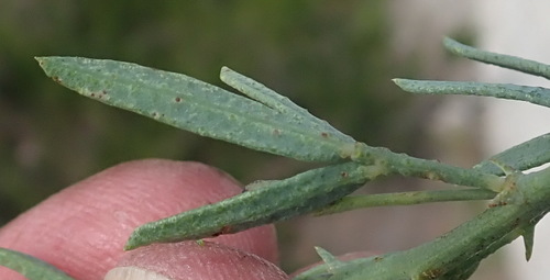 Image of Psoralea axillaris by (c) Nicola van Berkel, some rights reserved (CC BY-SA)