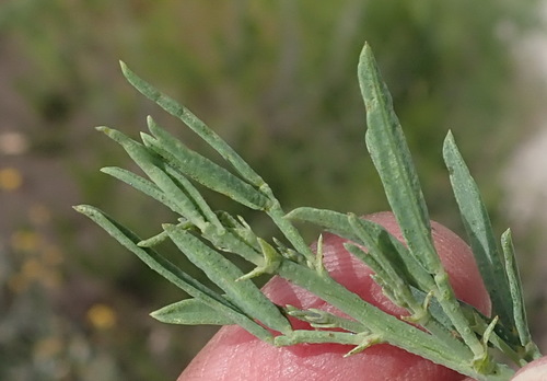 Image of Psoralea axillaris by (c) Nicola van Berkel, some rights reserved (CC BY-SA)