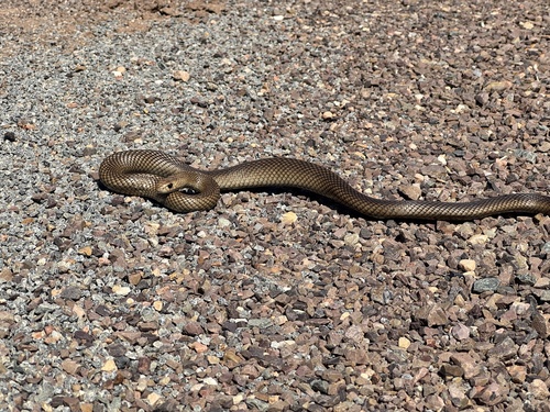 Eastern Brown Snake sighting