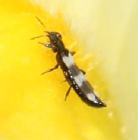 Thysanoptère