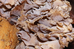 Tricholoma luteomaculosum