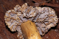 Tricholoma luteomaculosum