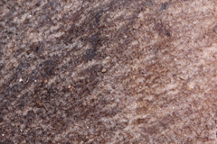 Tricholoma luteomaculosum