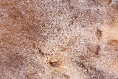 Tricholoma luteomaculosum