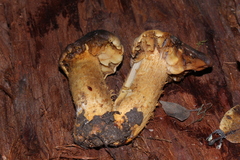Tricholoma luteomaculosum