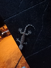 Gekko gecko