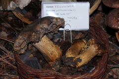 Tricholoma luteomaculosum