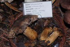 Tricholoma luteomaculosum