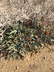 Dudleya saxosa