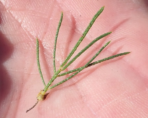Image of Psoralea kougaensis by (c) Nicola van Berkel, some rights reserved (CC BY-SA)