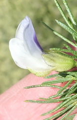 Psoralea kougaensis