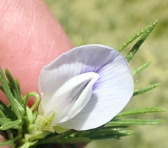 Psoralea kougaensis