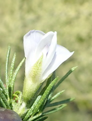 Psoralea kougaensis
