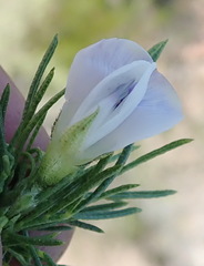 Psoralea kougaensis
