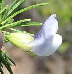 Psoralea kougaensis